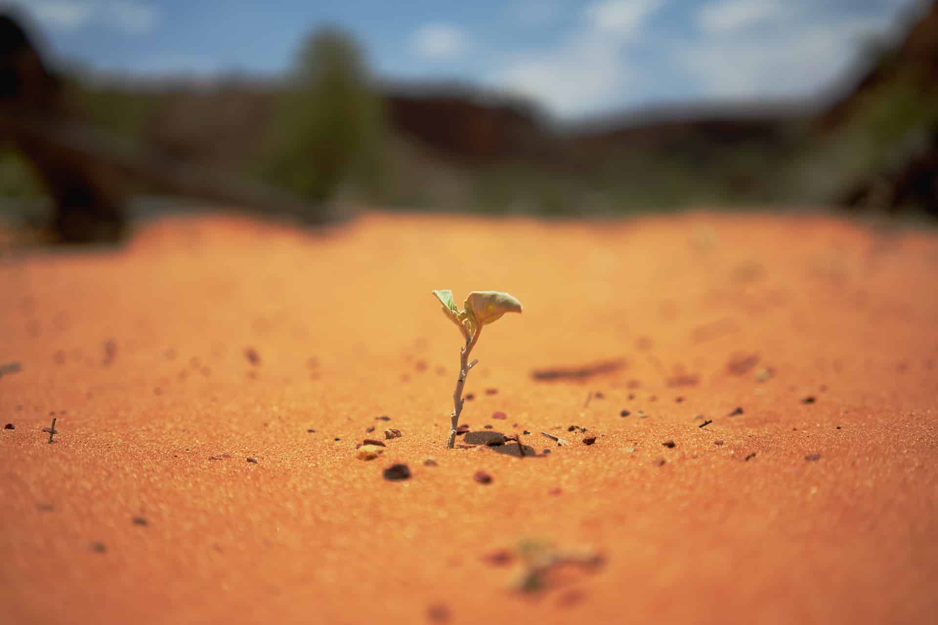 Auf dem Bild ist eine wachsende Pflanze zu sehen, die in einer Wüstenlandschaft als einzige überlebt hat.